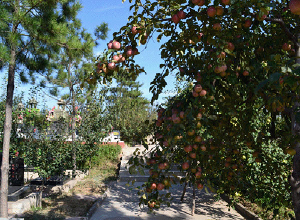 宝瓶陵秋季-果实累累