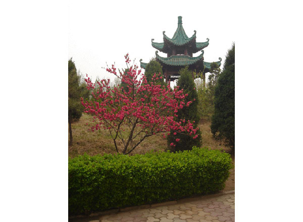 宝塔园绿树桃花丛中报恩亭