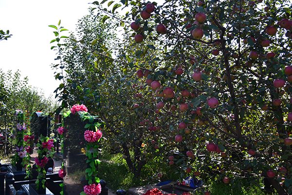宝瓶陵墓区秋景